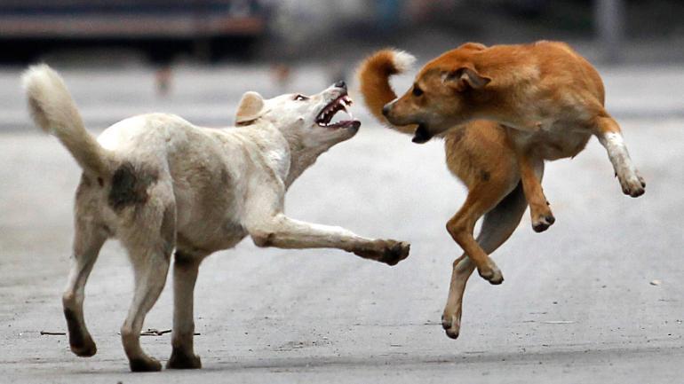 Stray_dogs-Reuters_1_1200x768 కుక్కలను పెంచుకుంటున్నారా? బి కేర్ ఫుల్ 