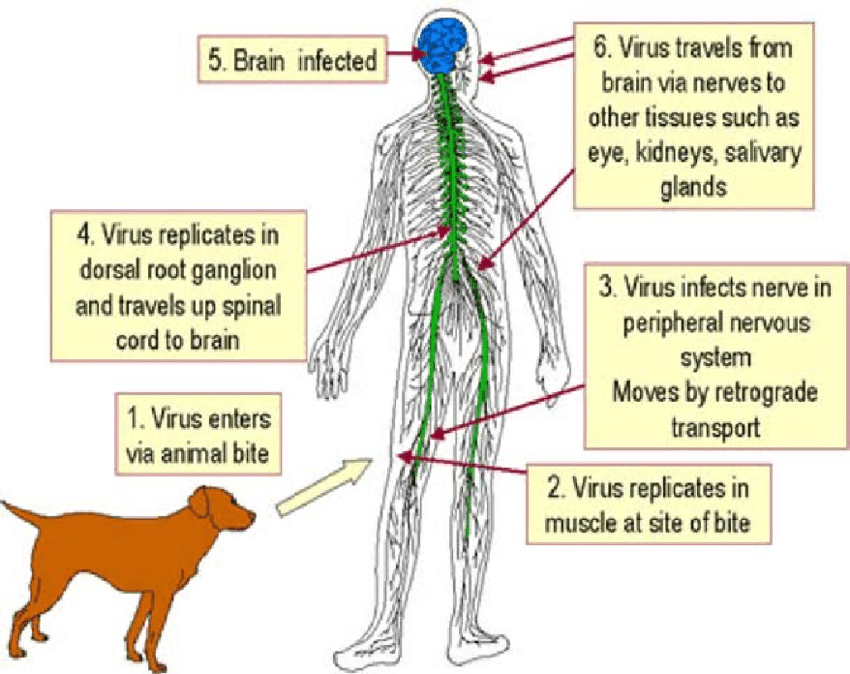 The-overall-pathogenesis-and-spread-of-rabies-virus-from-the-site-of-bite-to-brain-and కుక్కలను పెంచుకుంటున్నారా? బి కేర్ ఫుల్ 
